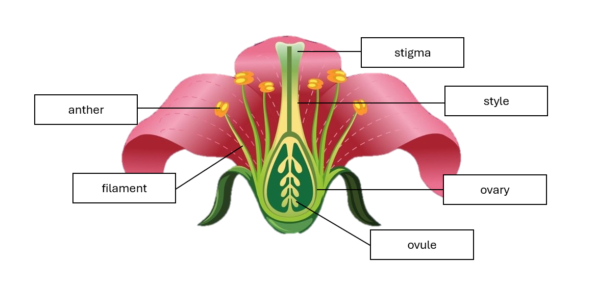 Flower Reproductive Structures